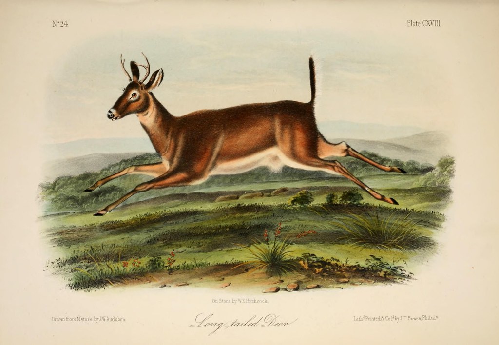 Old illustrated deer jumping in air.